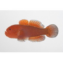 Paragobiodon echinocephalus (Ruppell, 1830)