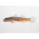 Rhinogobius sp. YB
