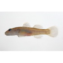 Rhinogobius sp. YB