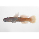 Rhinogobius sp. YB