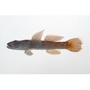 Rhinogobius sp. OR (morphotype Shinjiko)