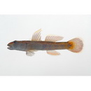 Rhinogobius sp. OR (morphotype Shinjiko)