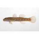 Rhinogobius sp. OR (morphotype Shinjiko)