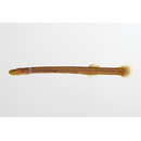 Luciogobius parvulus (Snyder, 1909)