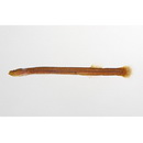 Luciogobius parvulus (Snyder, 1909)