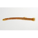 Luciogobius parvulus (Snyder, 1909)