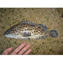 Epinephelus corallicola (Valenciennes, 1828)