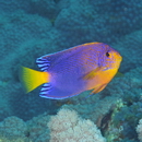 Centropyge interrupta (Tanaka, 1918)