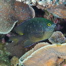 Plectroglyphidodon lacrymatus (Quoy et Gaimard, 1825)