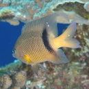 Plectroglyphidodon dickii (Lienard, 1839)