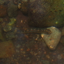 Stiphodon percnopterygionus Watson et Chen, 1998