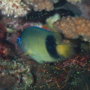 Plectroglyphidodon johnstonianus Fowler et Ball, 1924