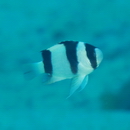 Chrysiptera tricincta (Allen et Randall, 1974)