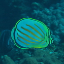 Chaetodon ornatissimus Cuvier, 1831