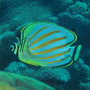 Chaetodon ornatissimus Cuvier, 1831