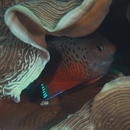 Centropyge ferrugata Randall et Burgess, 1972