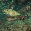 Epinephelus merra Bloch, 1793