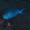 Genicanthus watanabei (Yasuda et Tominaga, 1970)