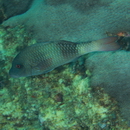 Parupeneus insularis Randall et Myers, 2002