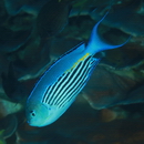 Genicanthus watanabei (Yasuda et Tominaga, 1970)