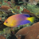 Centropyge interrupta (Tanaka, 1918)