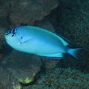 Genicanthus watanabei (Yasuda et Tominaga, 1970)