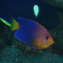 Centropyge interrupta (Tanaka, 1918)