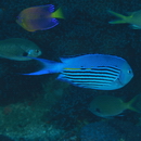 Genicanthus watanabei (Yasuda et Tominaga, 1970)