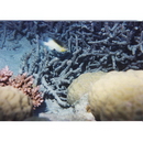 Dischistodus melanotus (Bleeker, 1858)