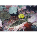 Chaetodon rainfordi McCulloch, 1923