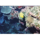 Chaetodon rainfordi McCulloch, 1923