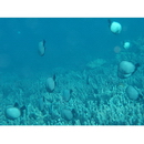 ハワイアン・ダシルス