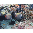 Chaetodon collare Bloch, 1787