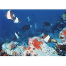 Hemitaurichthys zoster (Bennett, 1831)