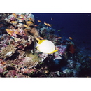 Chaetodon xanthocephalus Bennett, 1832