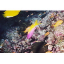 イエローバック・アンティアス