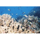 Pomacentrus nigromanus Weber, 1913