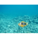 Amphiprion chrysopterus Cuvier, 1830