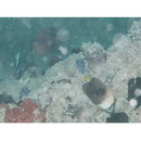 タヒチ・バタフライフィッシュ