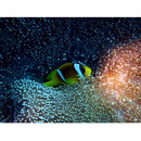 Amphiprion bicinctus Ruppell, 1828