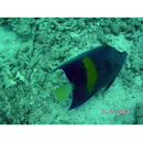 Pomacanthus maculosus (Forsskal, 1775)