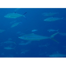 Scomberoides lysan (Forsskal, 1775)