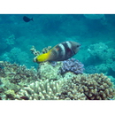 Scarus ferrugineus Forsskal, 1775