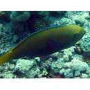 Scarus ferrugineus Forsskal, 1775