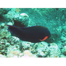 Scarus niger Forsskal, 1775