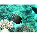 Zebrasoma desjardinii (Bennett, 1836)