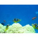 Amphiprion bicinctus Ruppell, 1828