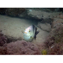 Chrysiptera biocellata (Quoy et Gaimard, 1825)