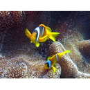 Amphiprion bicinctus Ruppell, 1828