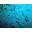 ストリエイテッド・フュージラー